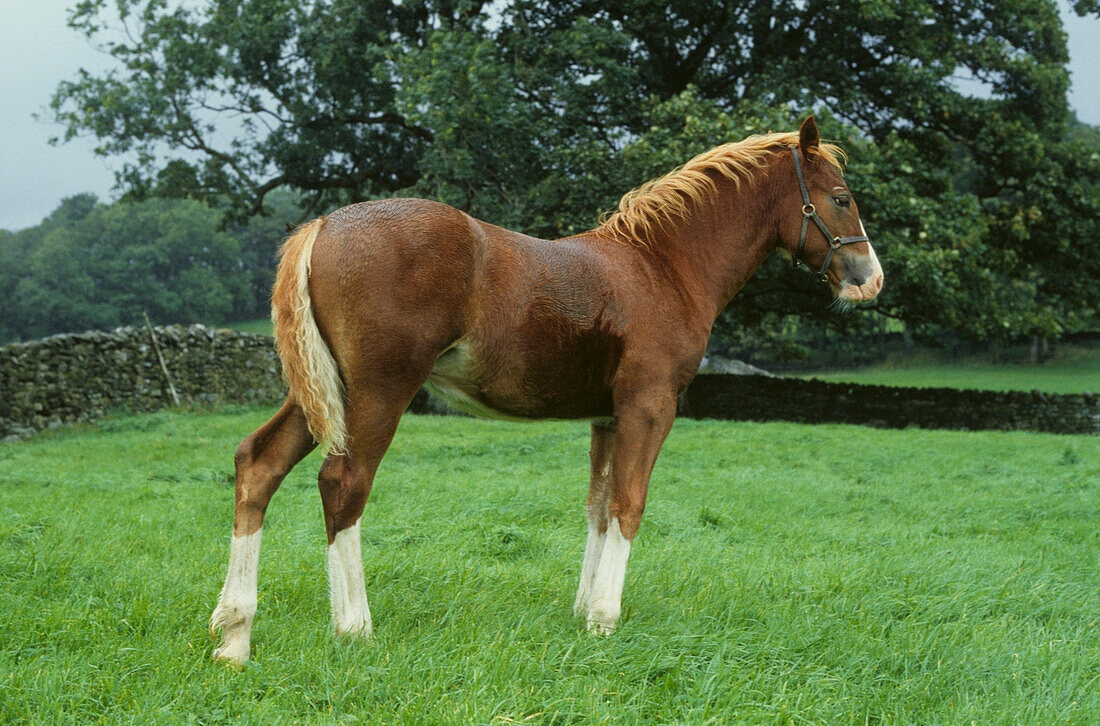 Junges braunes Pony mit weißen Abzeichen auf einem Feld