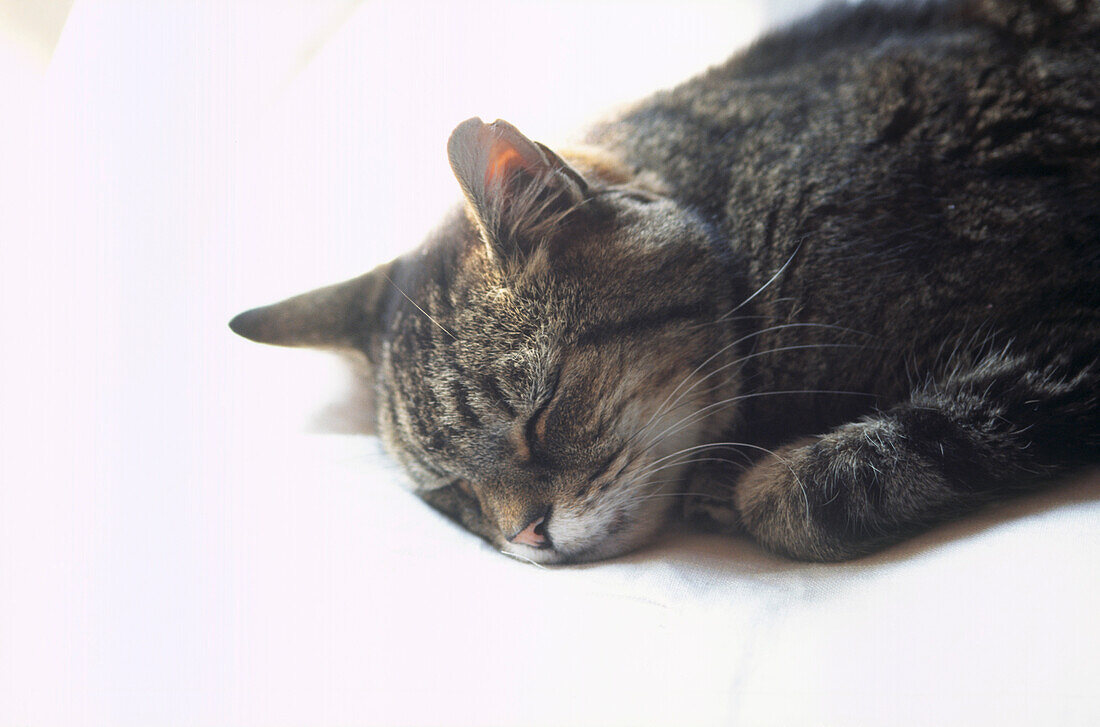 Tabby-Katze schlafend
