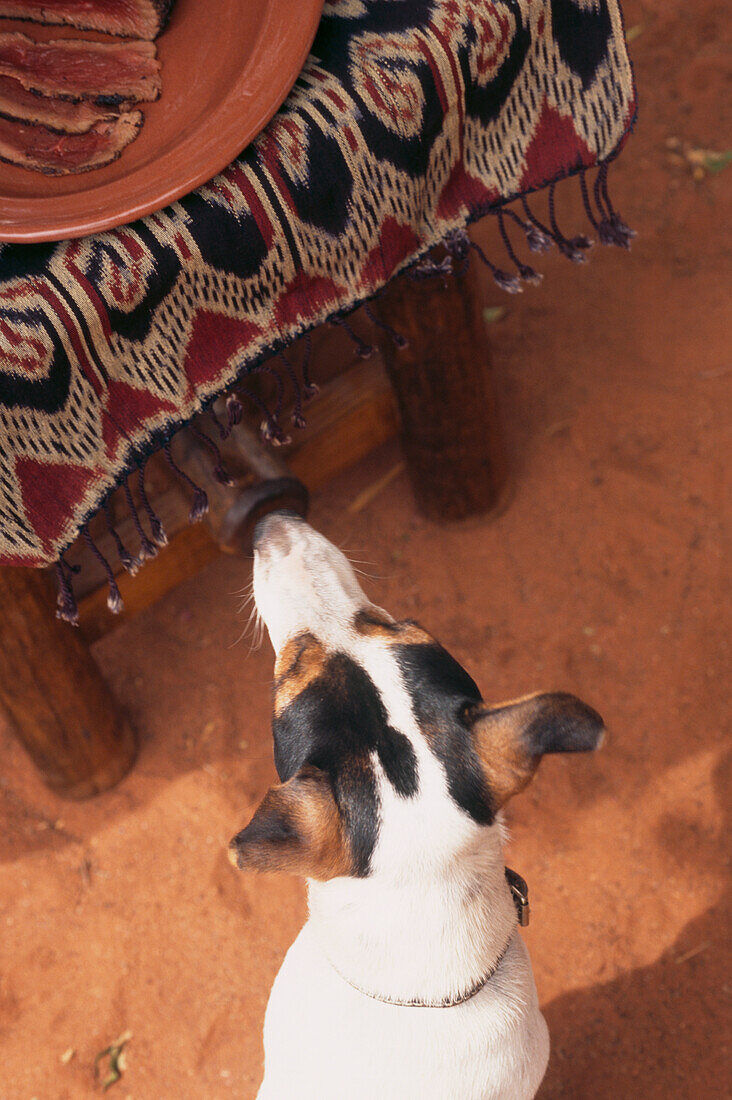 Freds Hund, ein Jack Russell, im Tswalu-Kalahari-Wildreservat in Südafrika