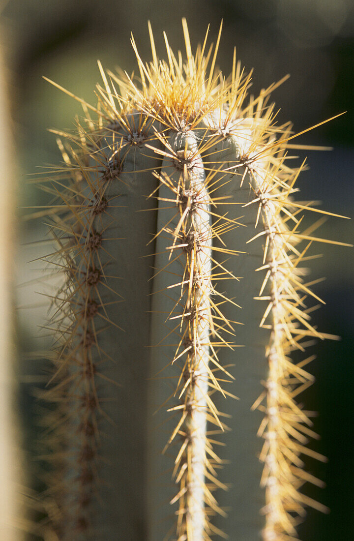 Close up of silvery blue columnar cactus showing deep ridges with golden spined margins