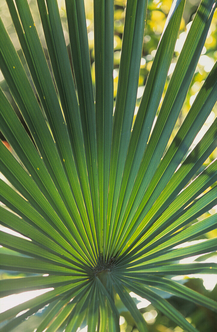 Shaded from harsh sunlight by the fan-shaped leaves of the Windmill palm