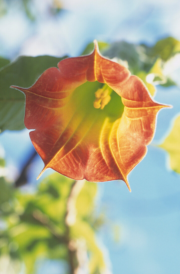 Trompetenförmige orangefarbene Blüte einer Bignonia campsis