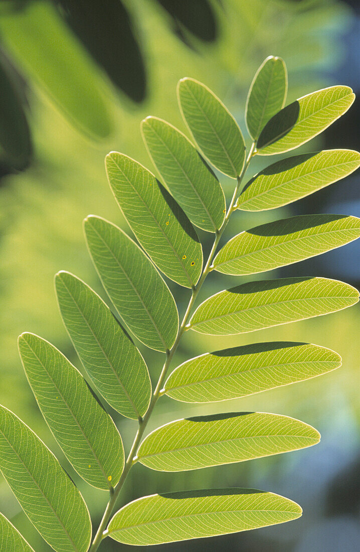 Nahaufnahme eines hellgrünen Robinien- oder Pseudo-Akazienblattes