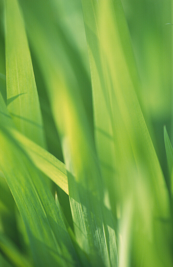 Close up of grasses at Hanbury Gardens near Ventimiglia, Italy