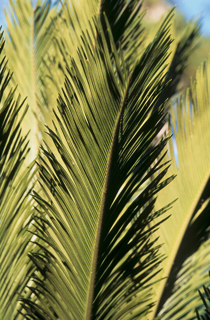 Nahaufnahme von Palmenblättern in den Hanbury-Gärten bei Ventimiglia, Italien