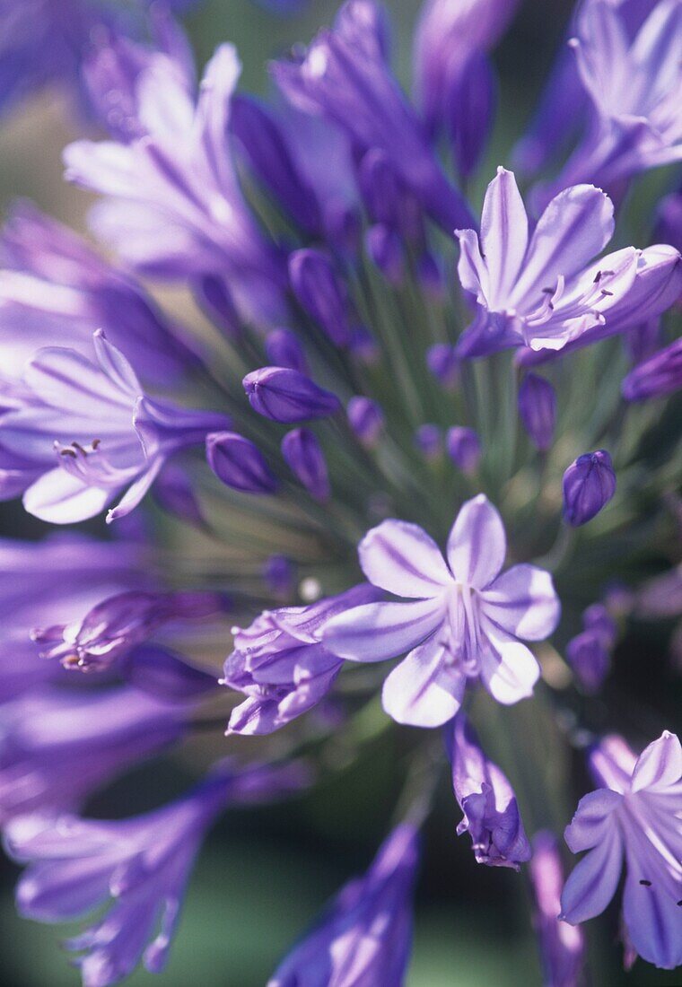 Nahaufnahme von violetten Blüten