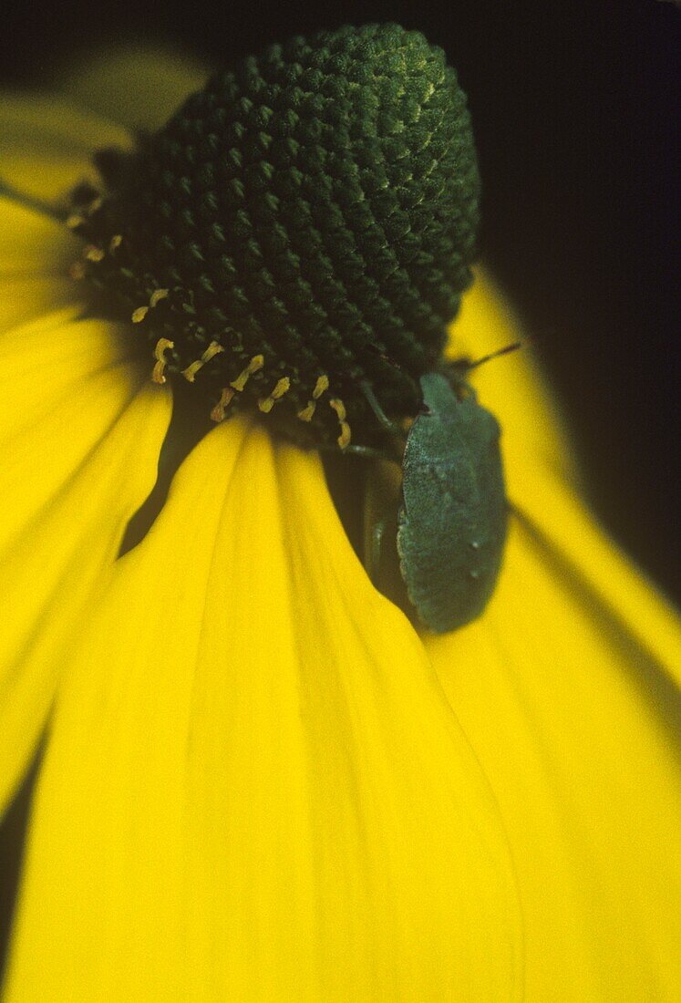 Extreme close up of yellow flower head