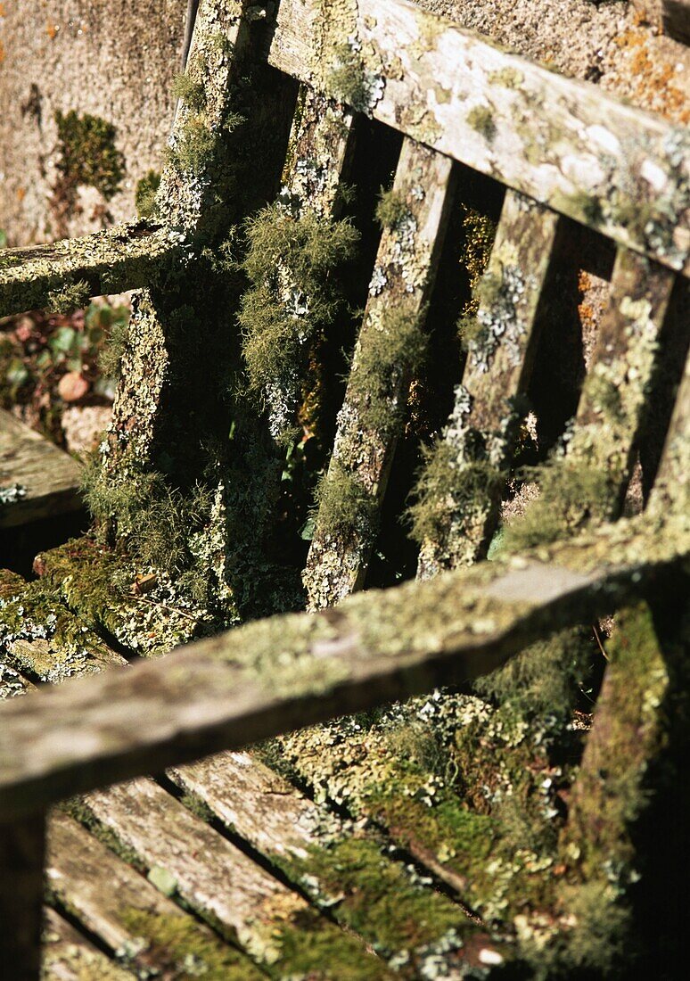 Close up of old mossy chair
