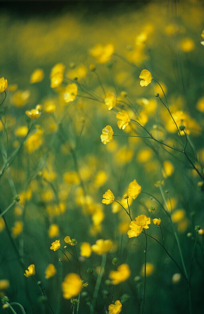Yellow flowers in meadow