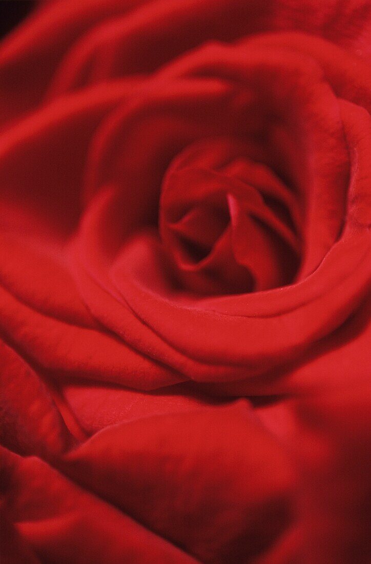Eine rote Rose (Nahaufnahme)