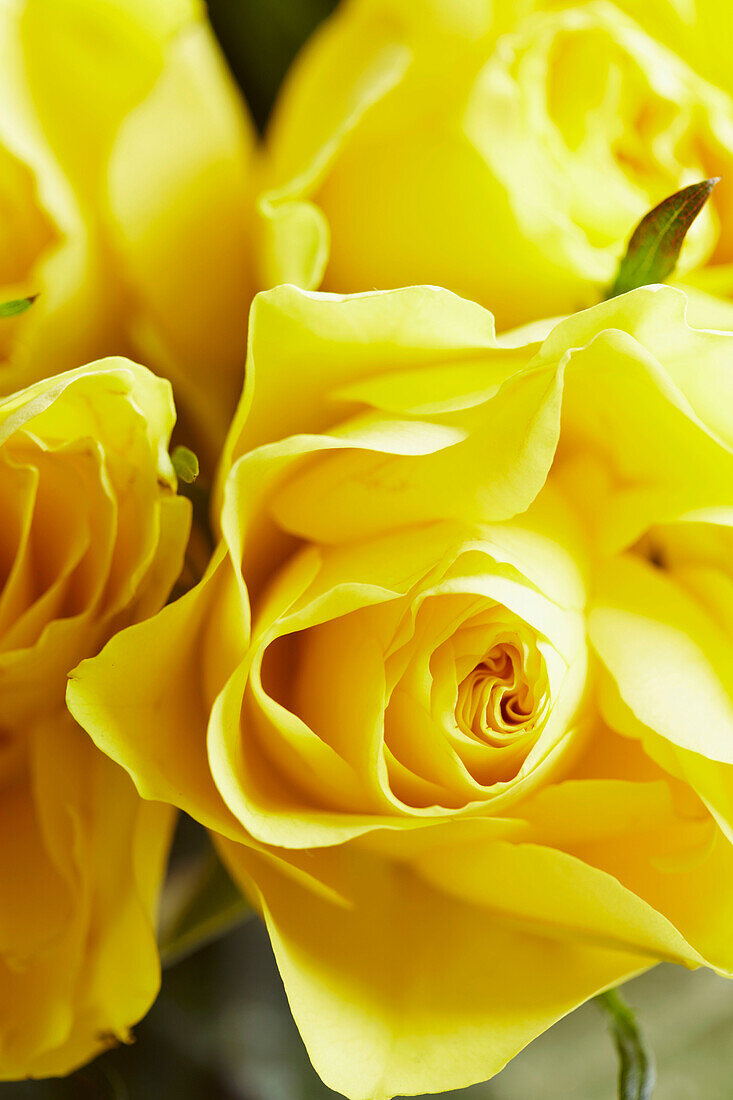 Detail of yellow roses
