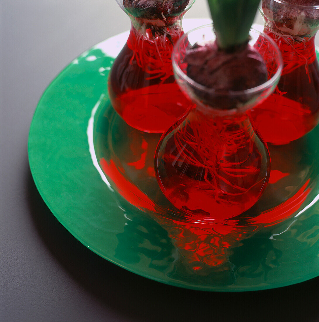 Drei Hyazinthen in roten Gläsern auf grünem Tablett