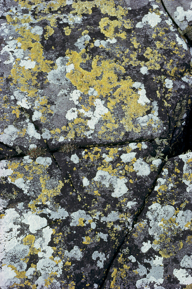 Close up of yellow lichen on rocks