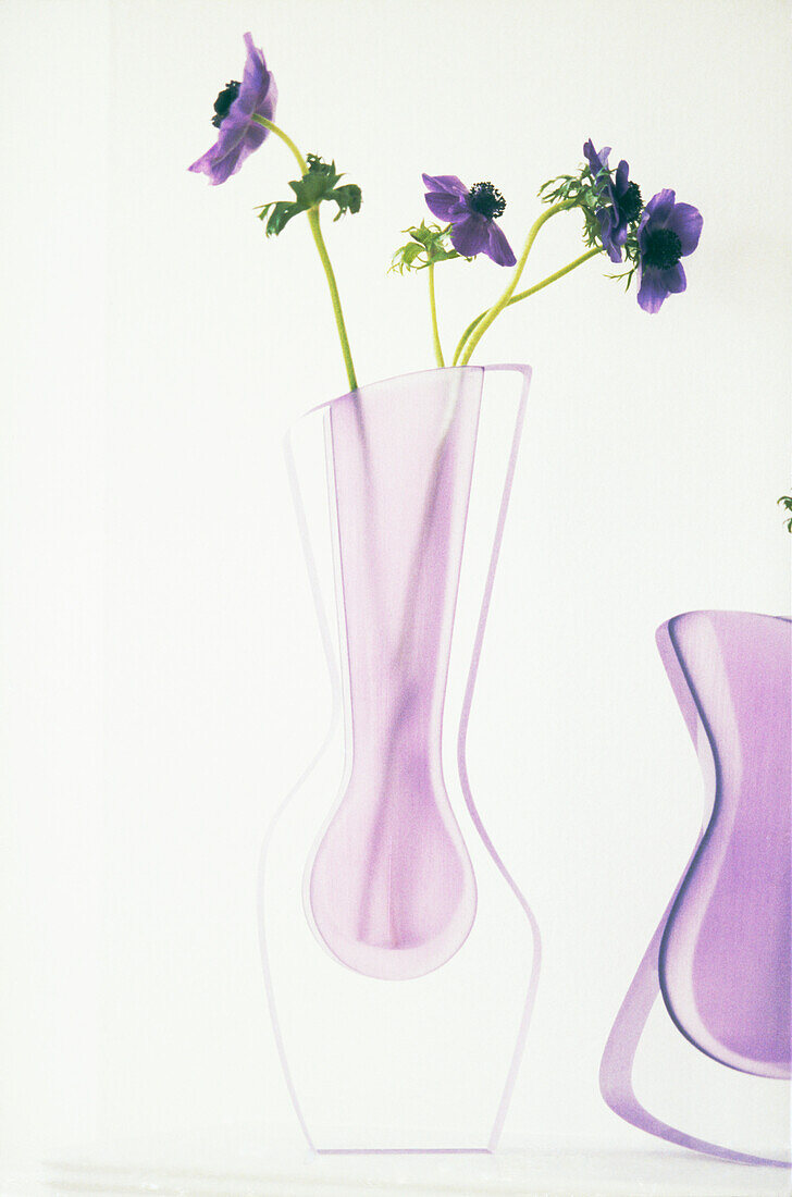 Violette Anemonen in modernen Glasvasen