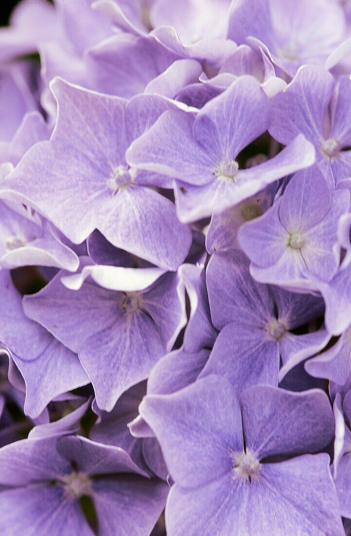 Nahaufnahme einer violettblauen Hortensienblüte