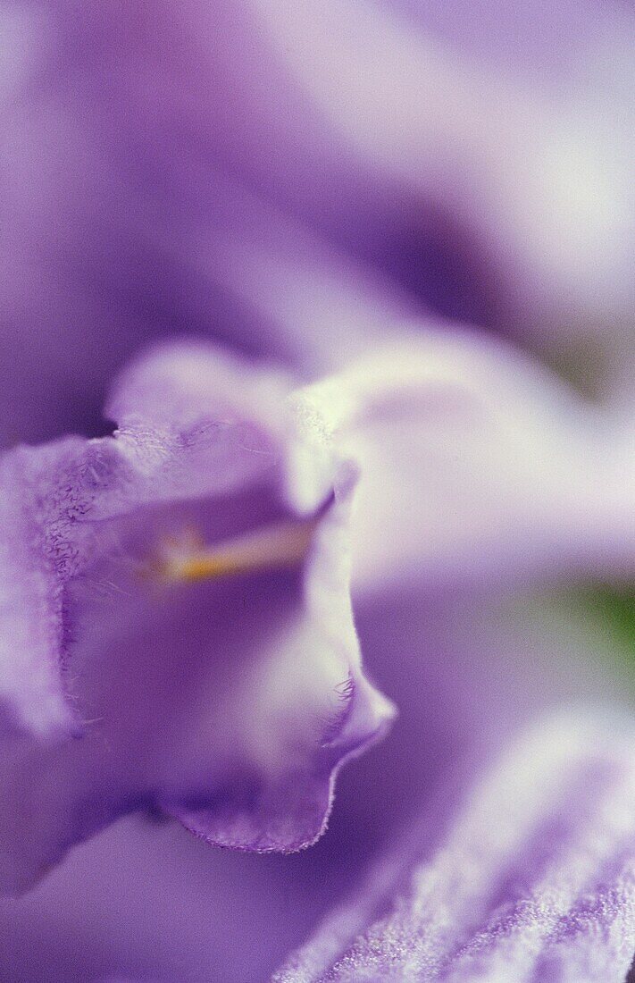 Violetten Jacaranda-Blume (Weichzeichner)
