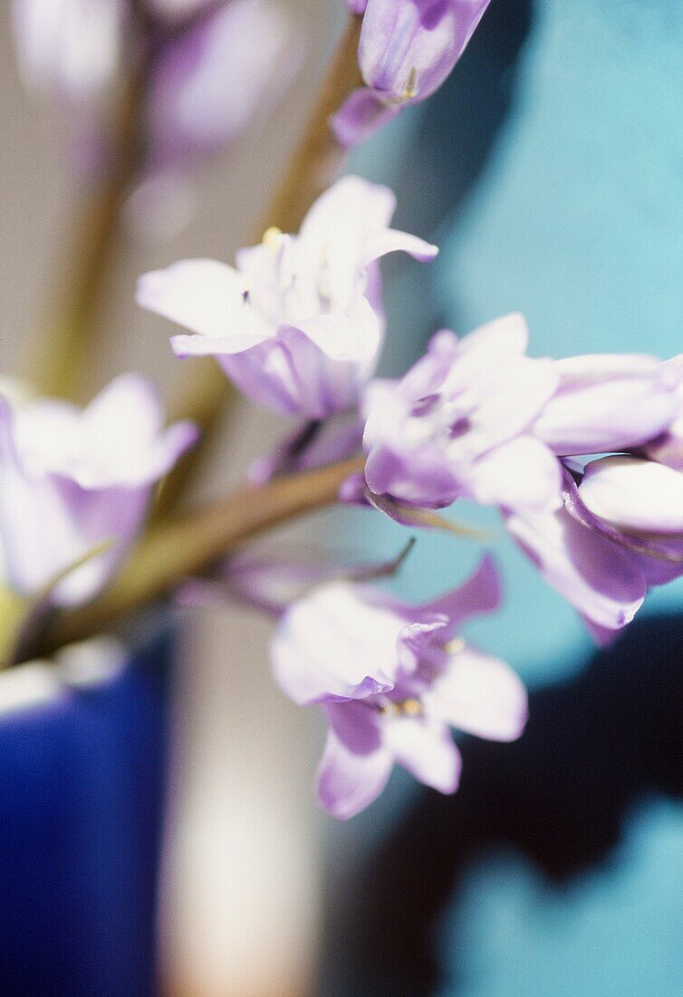 Nahaufnahme von einer violettblauen Blüte