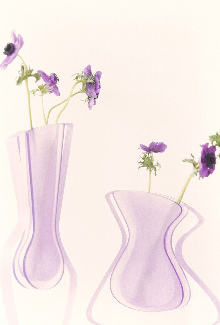 Violette Anemonen in einer modernen Glasvase