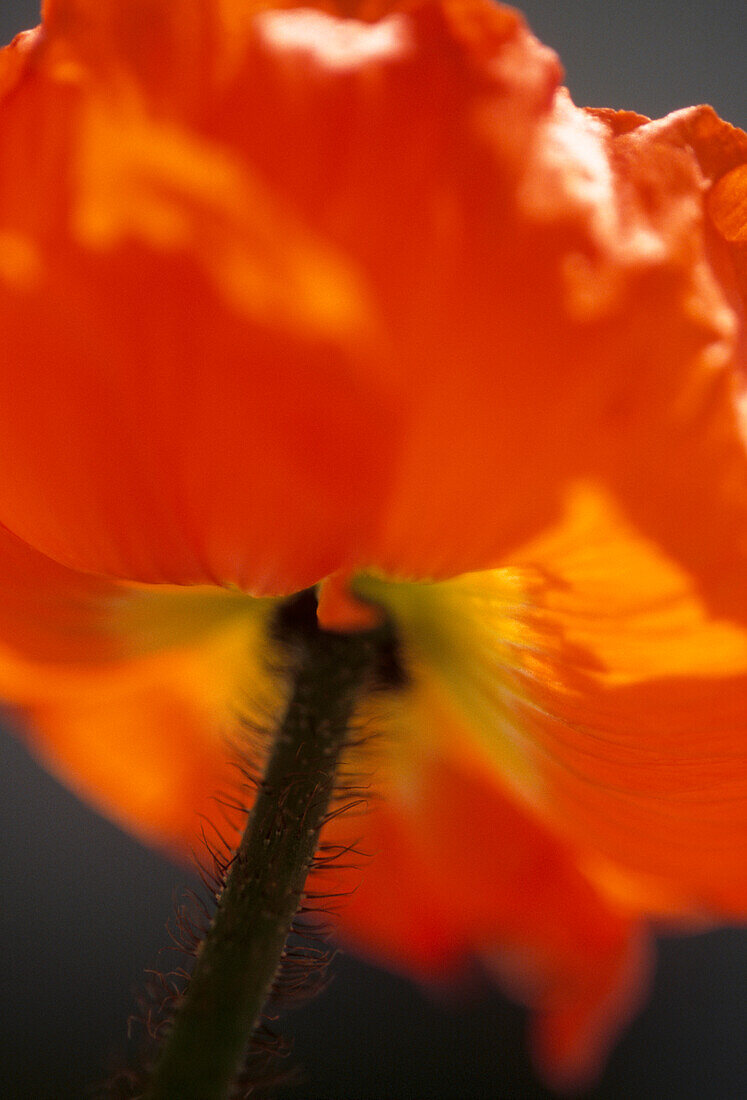 Close up of Welsh poppy (Meconopsis cambrica)