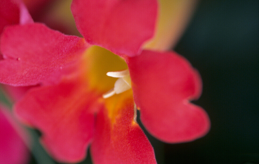 Close up of the pink trumpet like Bignonia flower