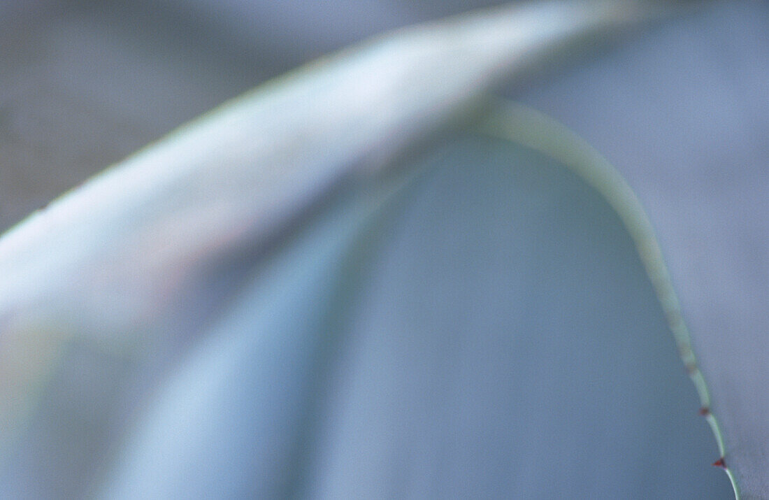 Blurred close up of spines on blue grey Aloe vera cactus plant