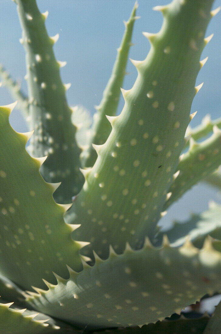 Schwertförmige, graugrüne Blätter mit stacheligen Rändern des Aloe-Kaktus