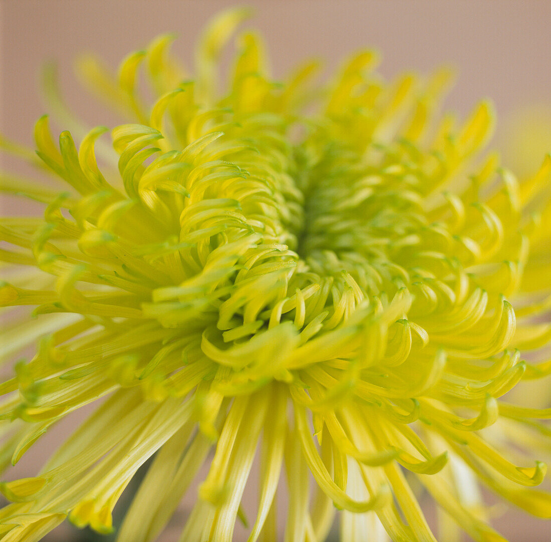 Close up of a double spider-form yellow Chrysanthemum