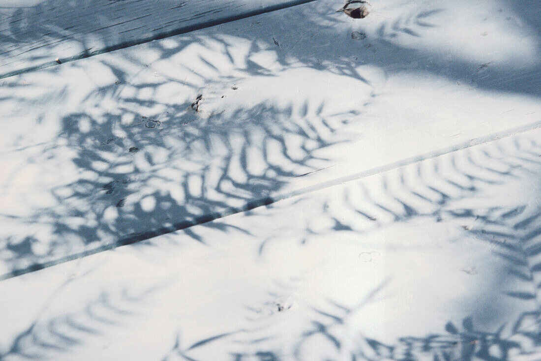 Shadows of leafy fronds on painted white floorboards