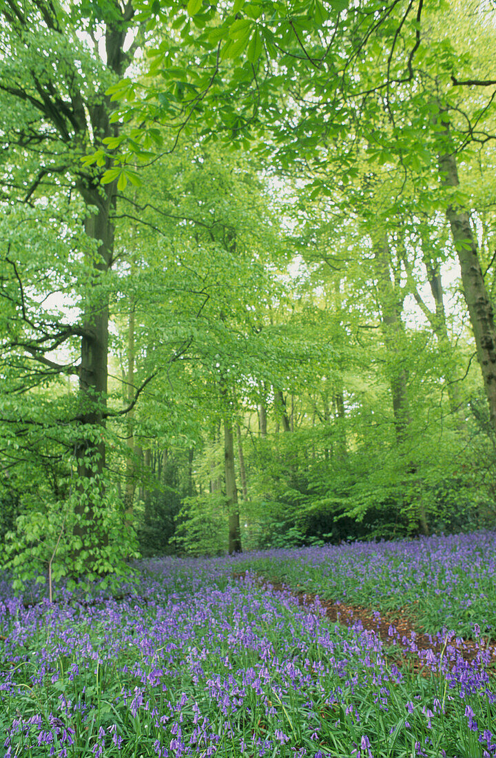 Blühende Bluebells in einem Waldstück im Frühling