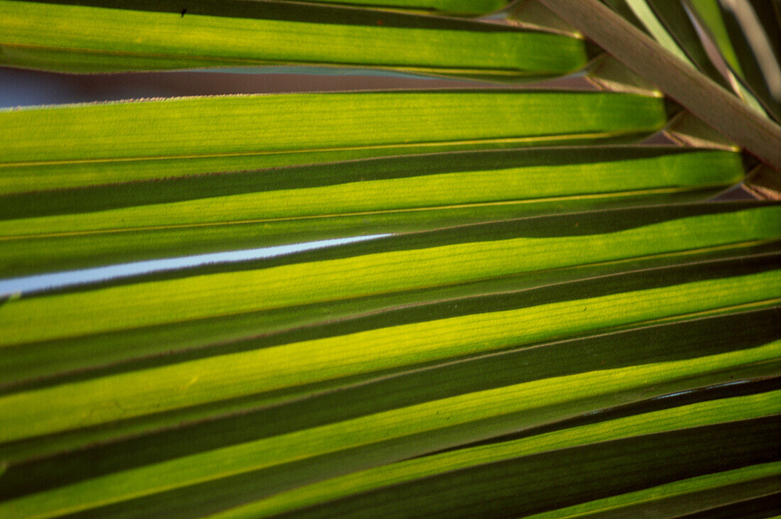 Palm fronds with sunlight behind