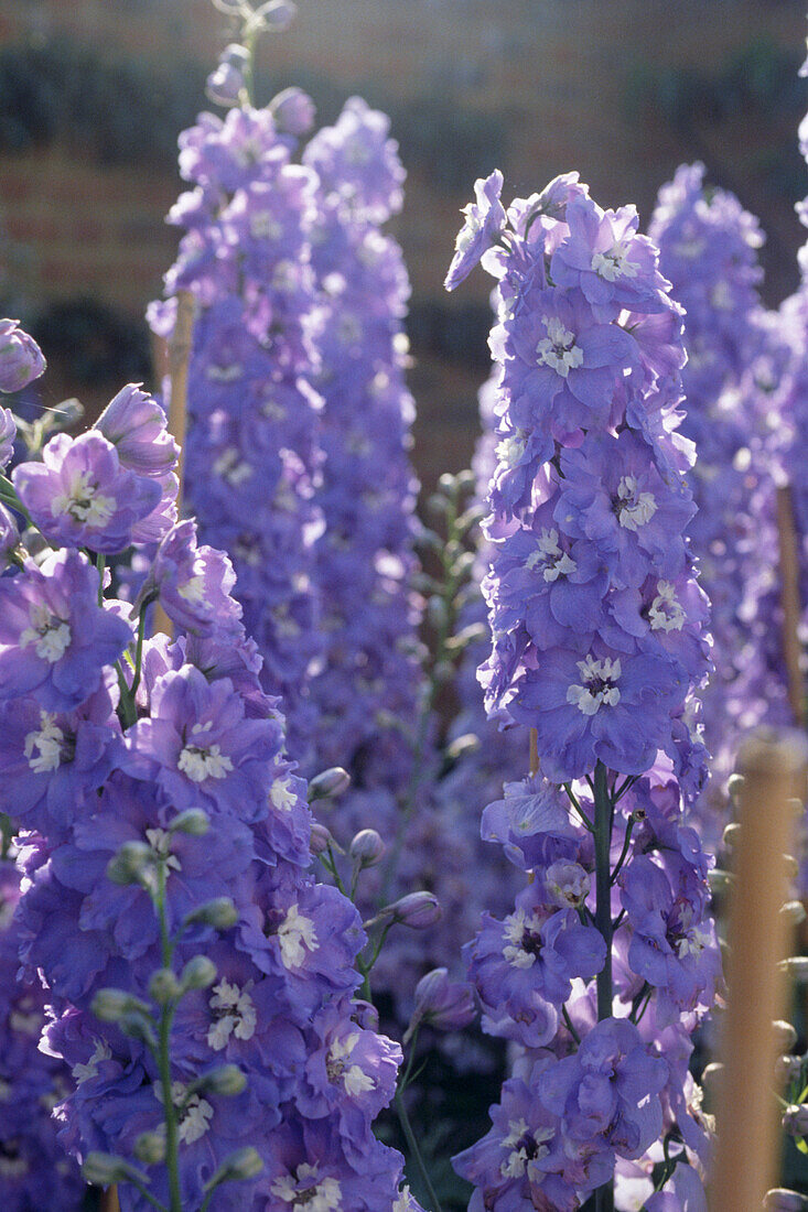 Flower spikes of Delphinium Orpheus staked in a summer garden