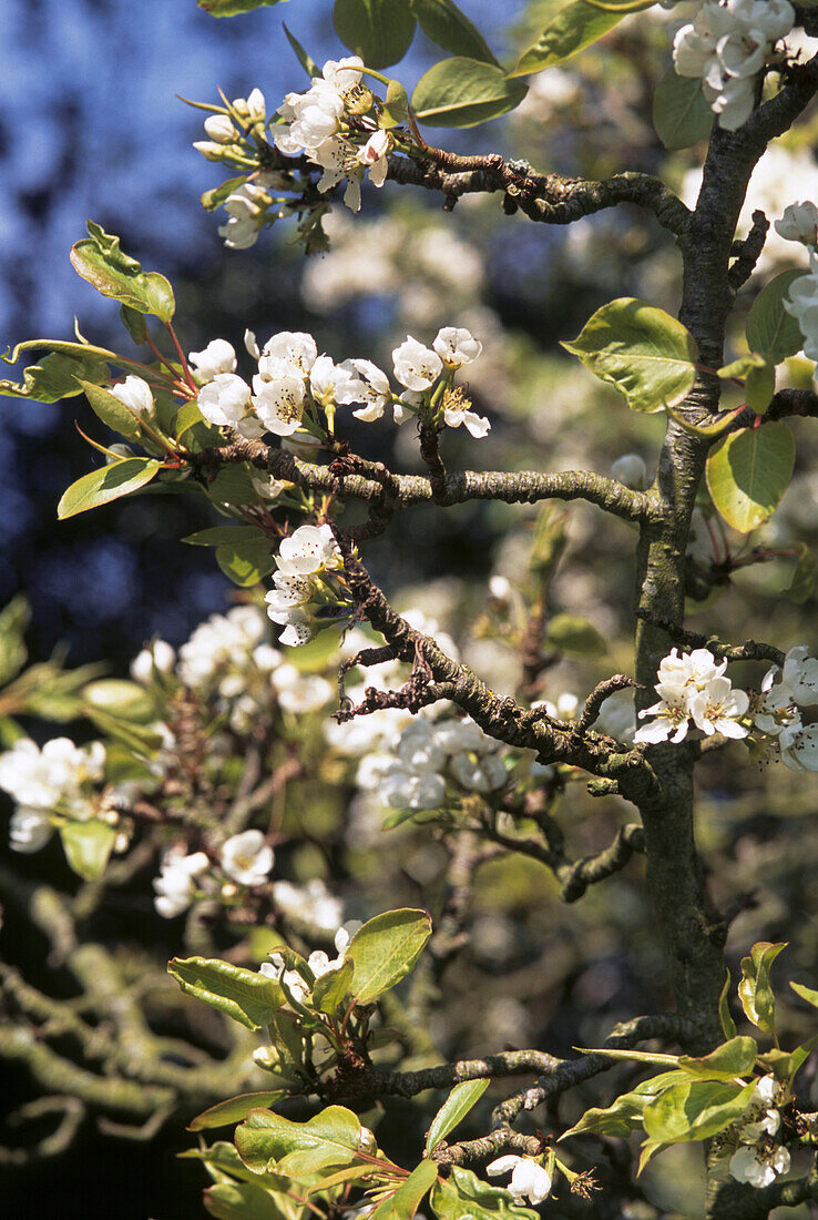 Apple tree blossom