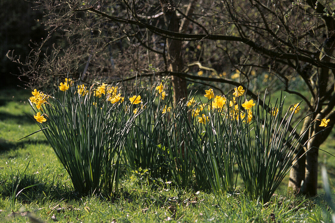 Büschel von gelben Narzissen im Vorfrühlingsgarten