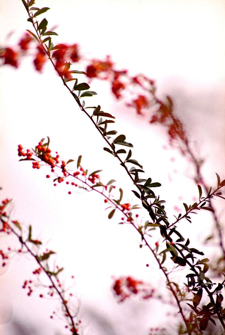 Zweige von Berberis mit roten Beeren