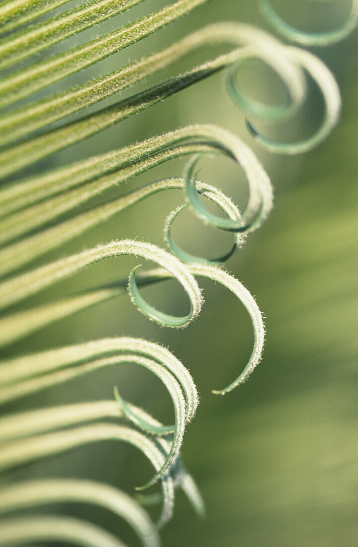Close up of Palm fronds