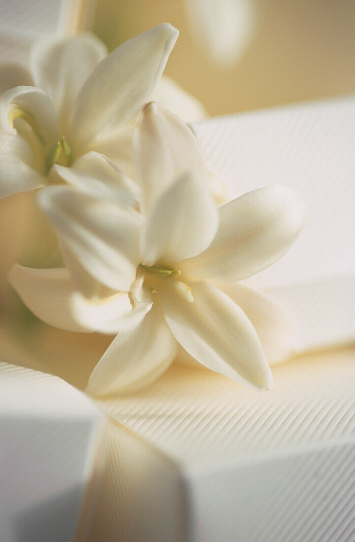 Nahaufnahme von weißen Blumen auf winzigen Geschenkschachteln