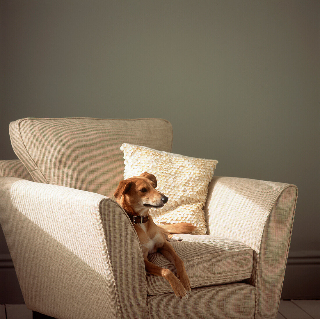 Hund auf einem Sessel in einem Wohnzimmer liegend