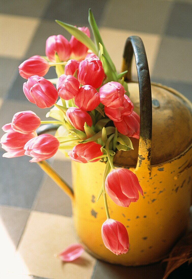 Rote Tulpen in einer abgenutzten gelben Gießkanne
