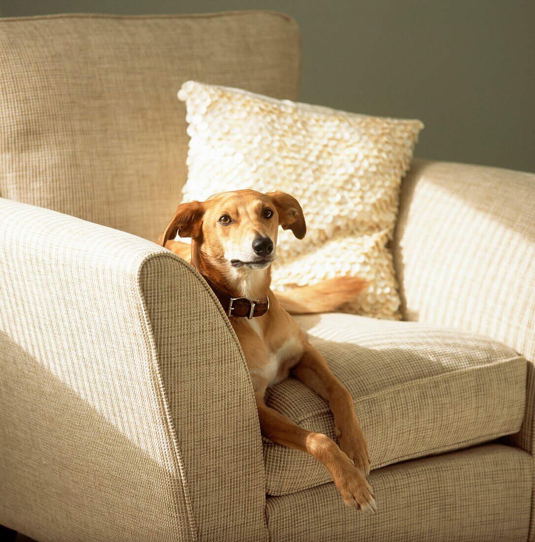 Dog lying on an armchair in a living room