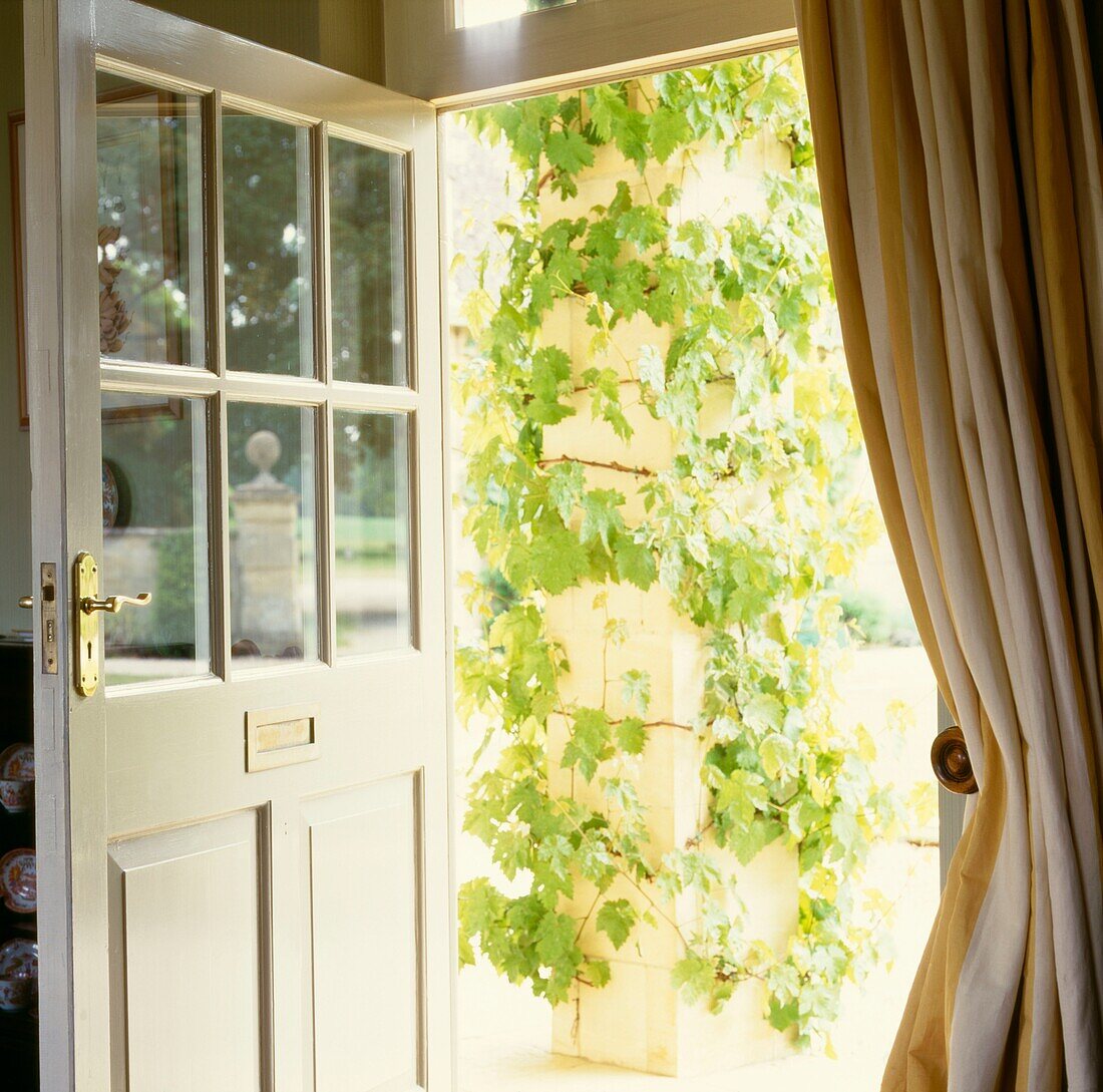 Curtained back door open with climbing plant in sunlight