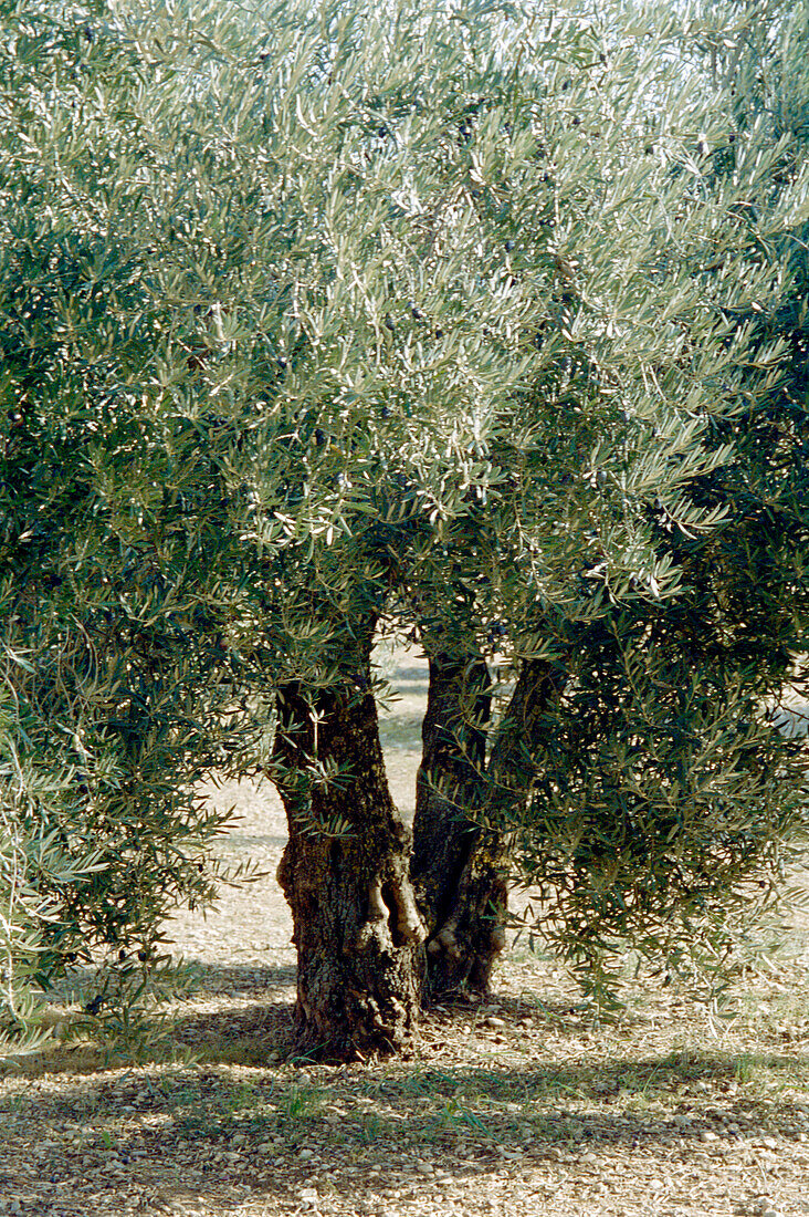 Olivenhain auf dem Lande bei Cordoba