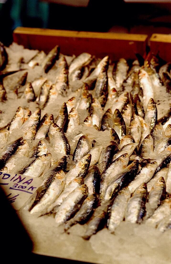 Frische Sardinen auf Eis im Mercado Central in Valencia