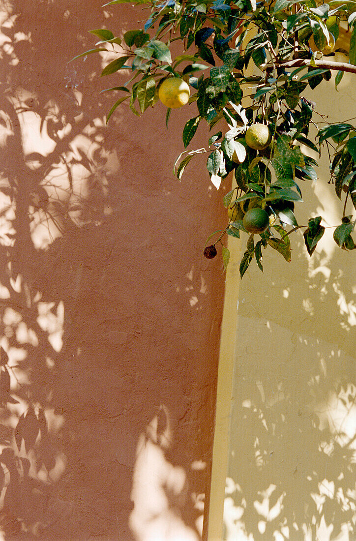 Orangenbaum wirft Blätterschatten an die Wand