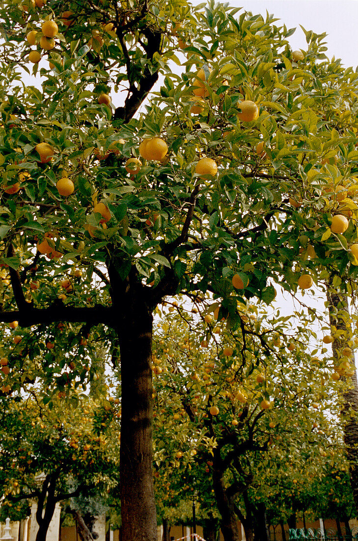 Orangenbäume mit Früchten Valencia