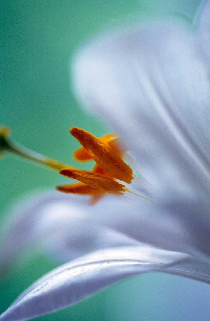 Detail einer weißen Lilie mit gelben Staubgefäßen