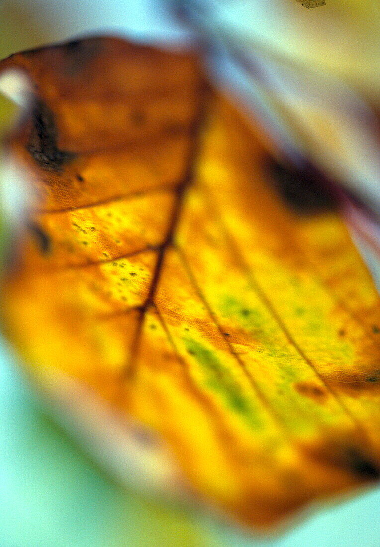 Herbstblätter (Melancholie)