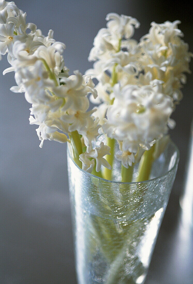 White hyacinths (Beauty Constancy)