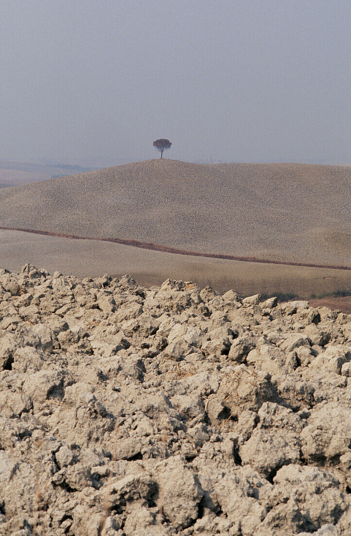 Lone tree stands on hilltop above ploughed fields 