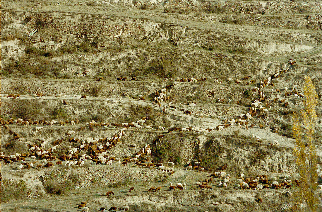 Weidende Rinder auf einem terrassenförmigen Hügel in Rioja