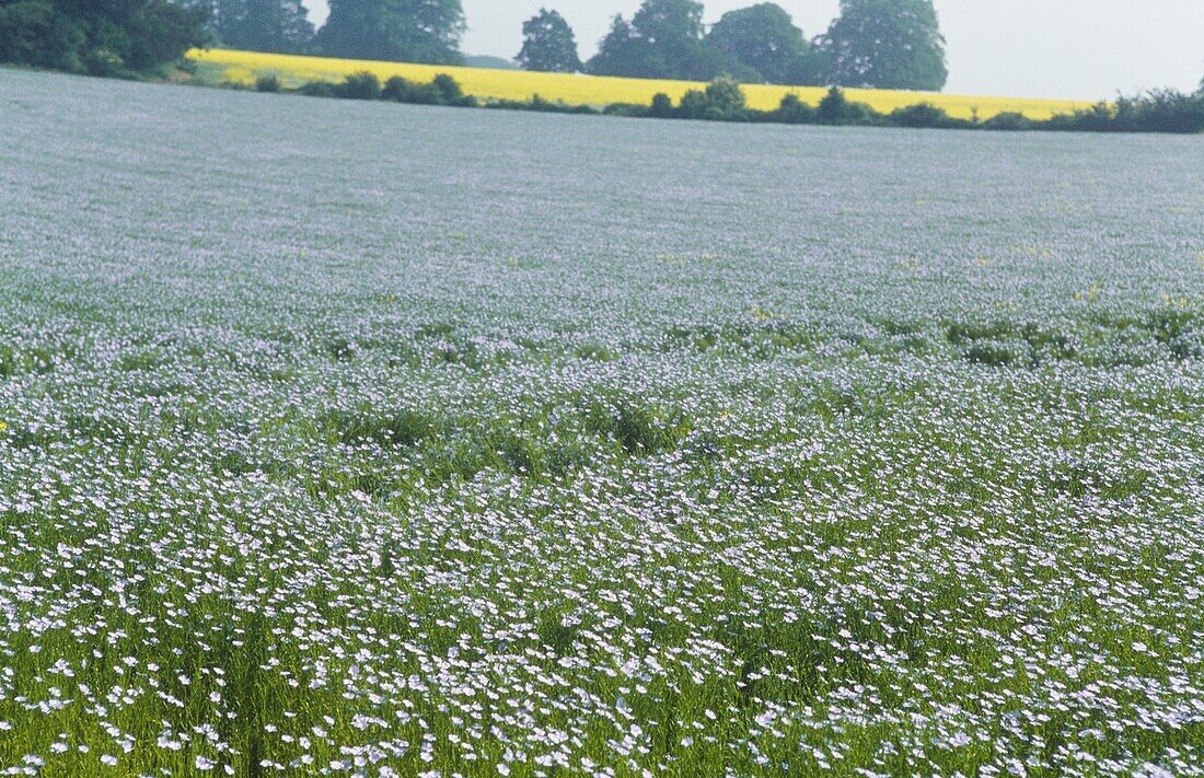 Hellblaue Wildblumenwiese auf dem Lande in England